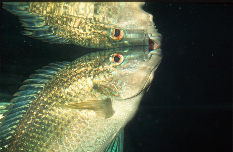 Oreochromis tanganicae